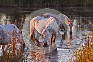 Traditional White Camargue Horses