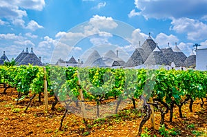 Traditional white trulli houses surrounded with vineyards in Alberobello in Puglia, Italy....IMAGE