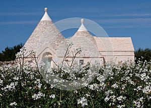 Traditional white-washed trulli house with conical roof, located outside the town of Locorotondo in the Itria Valley, Puglia Italy