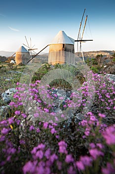 Traditional windmills in Central Portugal. Sunset in Coimbra, Portugal. Beautiful sunny day. Flowers