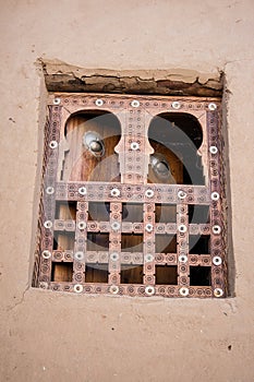 Traditional window, Timbuktu. photo