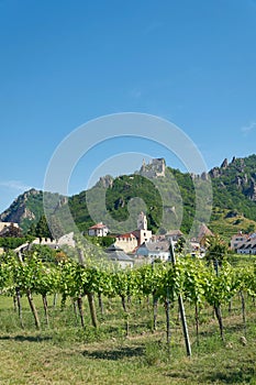 Traditional wine growing near the village Duernstein in Austria