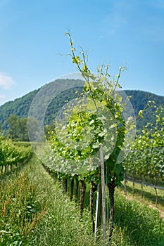 Traditional wine growing near the village Duernstein in Austria