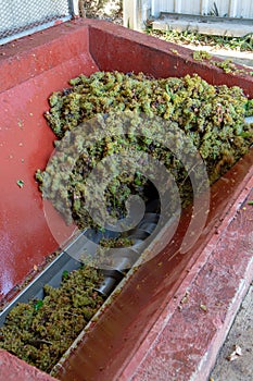 Traditional winemaking in France, new harvest of white grape muscat is ready for first pressing