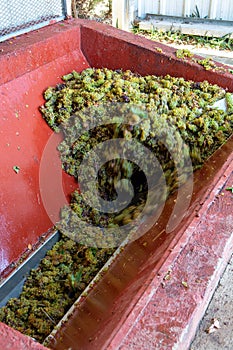 Traditional winemaking in France, new harvest of white grape muscat is ready for first pressing