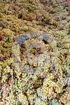 Traditional winemaking in France, new harvest of white grape muscat is ready for first pressing