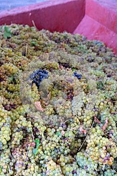 Traditional winemaking in France, new harvest of white grape muscat is ready for first pressing