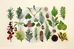 Traditional Winter Flora and Fauna