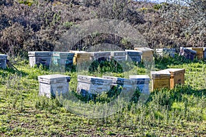 Traditional wooden bee hives in huelva mountains for the pollination