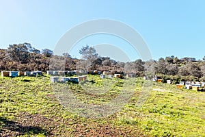 Traditional wooden bee hives in huelva mountains for the pollination