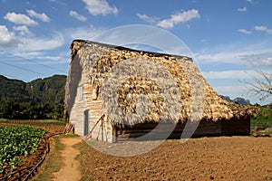 Shelter in a farm to dry tobacco leaves, ViÃÂ±ales Cuba. photo
