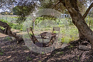 Traditional wooden chairs and table in the shade of a large tree in a wild garden