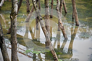 Traditional wooden objects in a lake