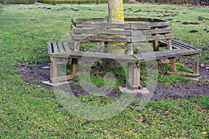 Traditional wooden round bench around a tree trunk on the lawn in a park, copy space