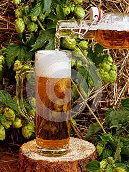 Traditionally brewed light beer. Rustic arrangement with hops and straw.