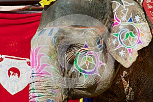 Traditionally decorated elephant head near Amber fort in Jaipur, Rajasthan, India.