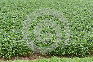 traditionally grown bean bush