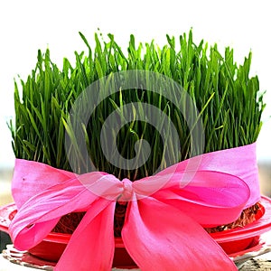 Traditionally grown Syamani wheat for the holiday of Novruz. Day of the temporary equinox