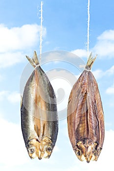 Traditionally smoked kippered herring on blue sky background