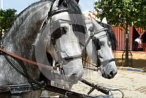 The beautiful horses and carriages in Seville, Spain photo