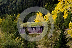 Traditonal scandinavian wooden house with grass roof hidden naturally in the forest,mountain cottage near Hemsedal