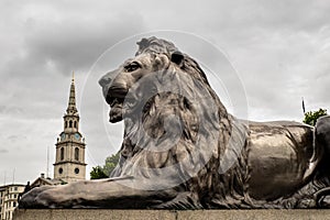 Trafalgar Square Barbary Lion at the base of Lord Nelson's Column, London, England, UK