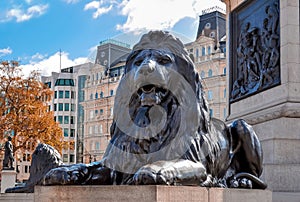 Trafalgar square lion at Nelson column, London, UK