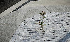 On a traffic island with a traffic sign between the roads in a new pavement, a willow tree and grass grow from cubes. The roots gr