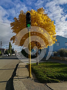 A traffic light with a tree behind and a street