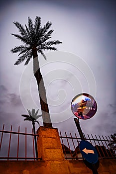Traffic mirror sign next to palm tree