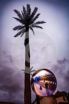 Traffic mirror sign next to palm tree