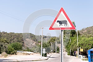 Traffic safety signs on city street road. triangular danger sign of the movement of animals livestock cows. danger warning symbol