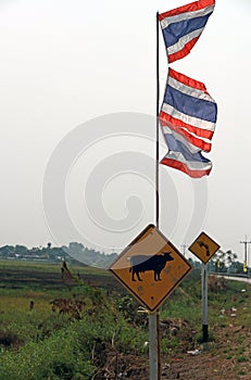 Traffic sign for beware the cow across the street with three national flag of Thailand.