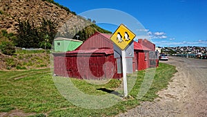 Traffic sign in Oamaru with little blue penguins in Southern Island of New Zealand