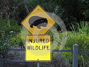 Traffic Sign Vombatus ursinus - Common Wombat in the Tasmanian scenery