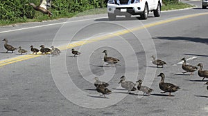 Traffic stops while ducks cross a major street in Nantucket Massachusetts