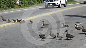 Traffic stops while ducks cross a major street in Nantucket Massachusetts photo