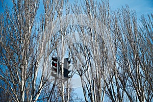 Trafficlight and poplars photo