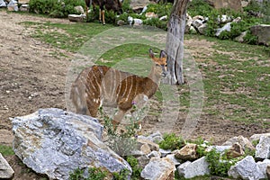 Tragelaphus angasii african wild antelope on pasture, beautiful lowland nyala animal