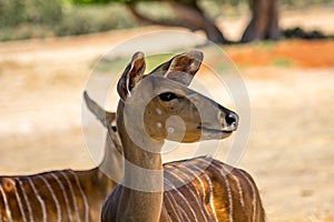 Tragelaphus angasii , antelope close up. photo