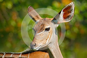 Tragelaphus angasii, Lowland nyala, close-up head detail. Art view on African nature. Wildlife in South Africa. Brown fur with whi