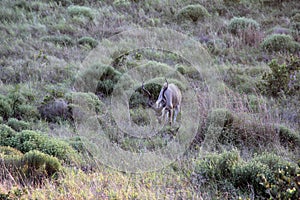 Tragelaphus strepsiceros Male Kudu Koedoe