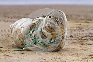 Tragic Seal Caught in Net