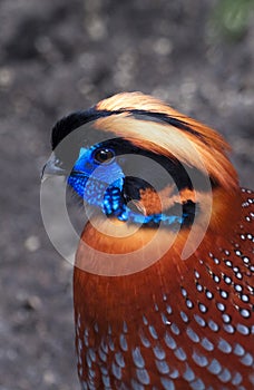 Tragopan