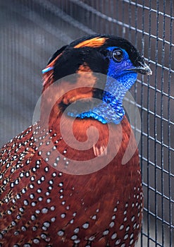 Tragopan - asian bird of phasianidae family