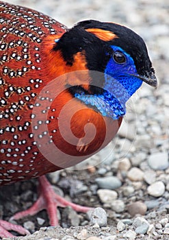 Tragopan - asian bird of phasianidae family