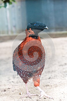 Tragopan pheasant full front view