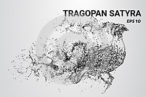 Tragopan Satyra of the particles. Tragopan-Satyr consists of circles and dots. Tragopan Satyra breaks down into molecules