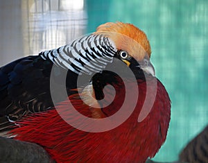 Tragopan satyre bird colorful portrait