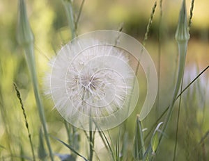 Tragopogon Dubius flower